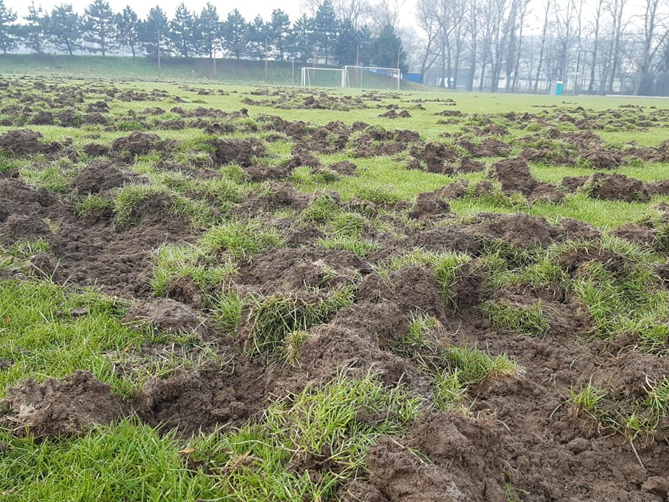 Dziki zryły boisko KS Albertus Kraków