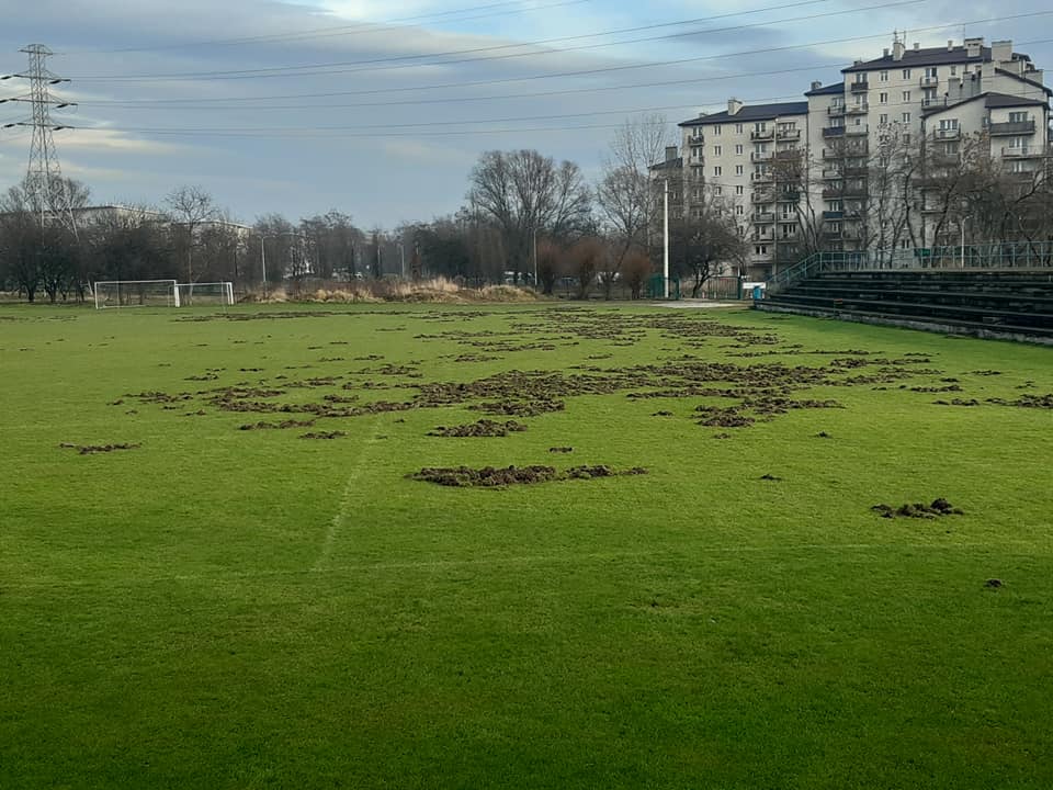 Dziki zryły boisko KS Albertus Kraków