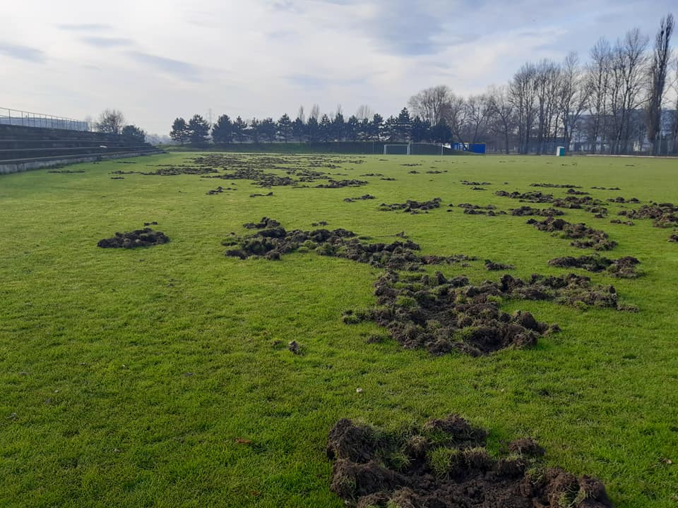 Dziki zryły boisko KS Albertus Kraków